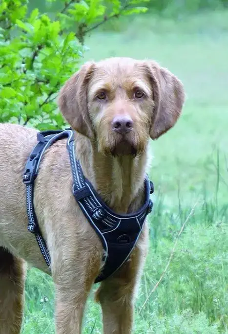 Alles wat je moet weten over de Vizsla Draadhaar