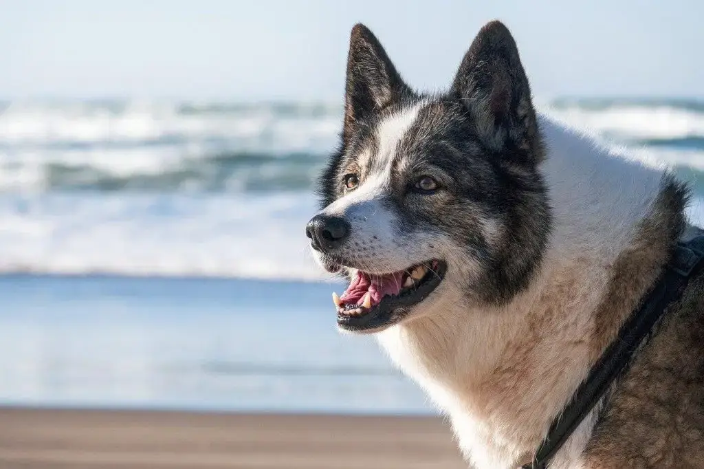 Dierenspeciaalzaak in Zutphen met breed assortiment voeding, speelgoed en verzorgingsproducten voor huisdieren