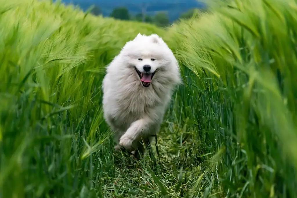 Dierenwinkel in Sittard met breed assortiment voeding, speelgoed en verzorgingsproducten voor huisdieren