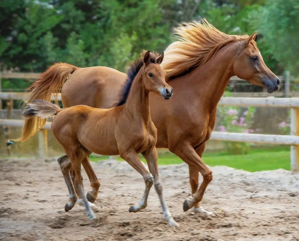 Illustratie over feiten voor waarborging van kwaliteit van ruwvoer voor paarden inclusief voedingswaarde en giftige planten